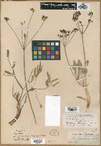 Peucedanum leiocarpum image
