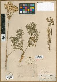 Peucedanum macrocarpum image