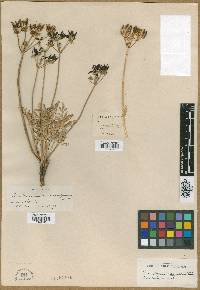 Peucedanum macrocarpum image