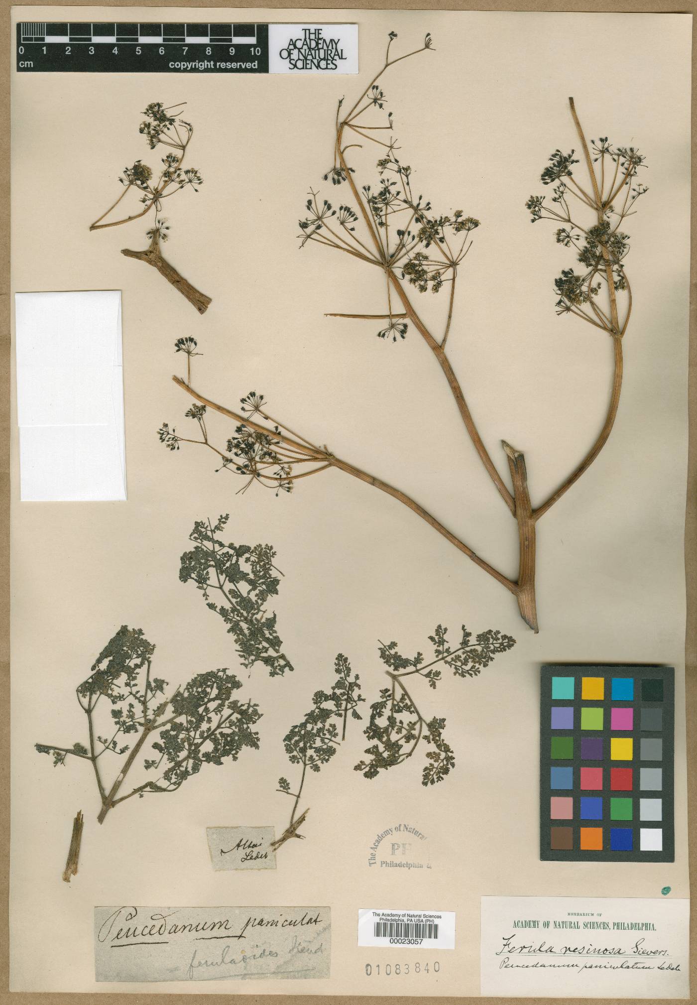 Peucedanum paniculatum image