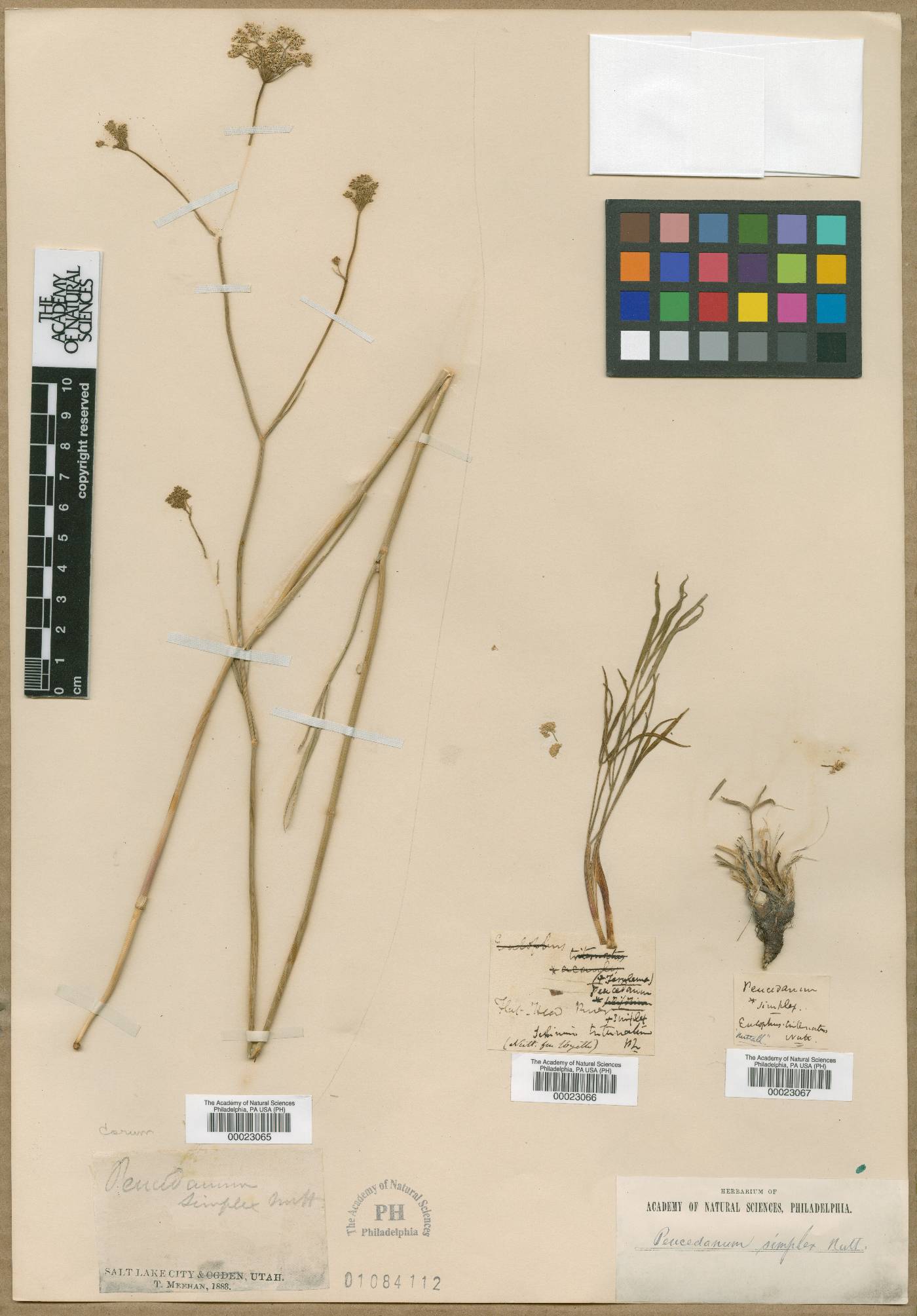 Lomatium simplex image