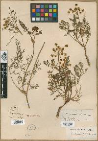 Peucedanum utriculatum image