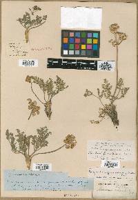 Peucedanum villosum image