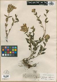 Scutellaria alpina image