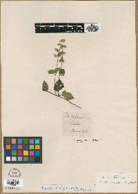 Scutellaria orizabensis image