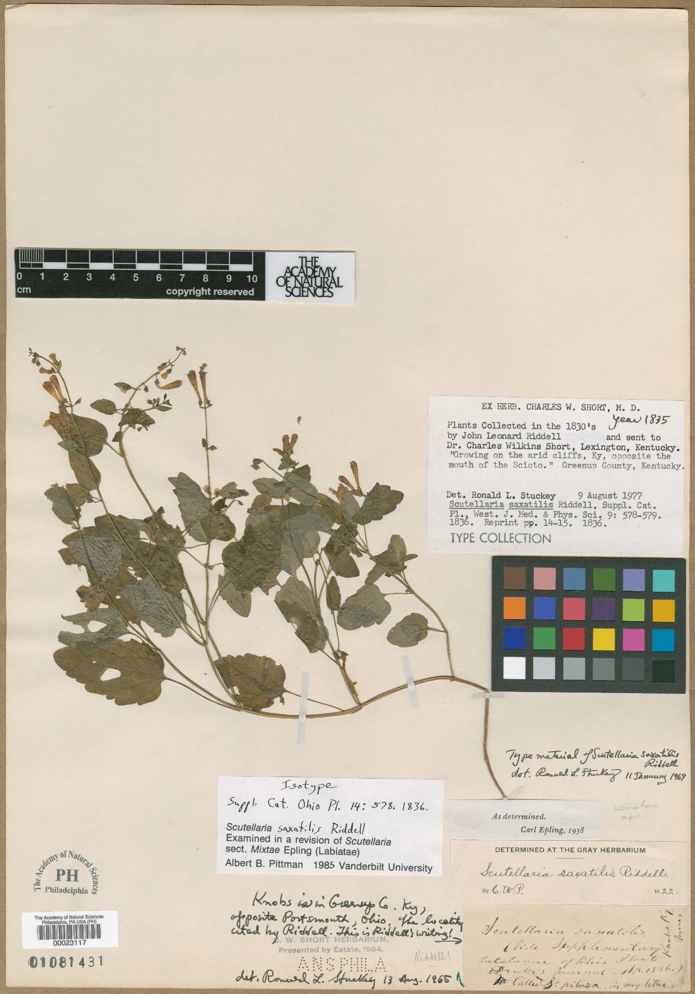 Scutellaria saxatilis image