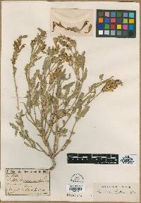 Scutellaria orientalis image