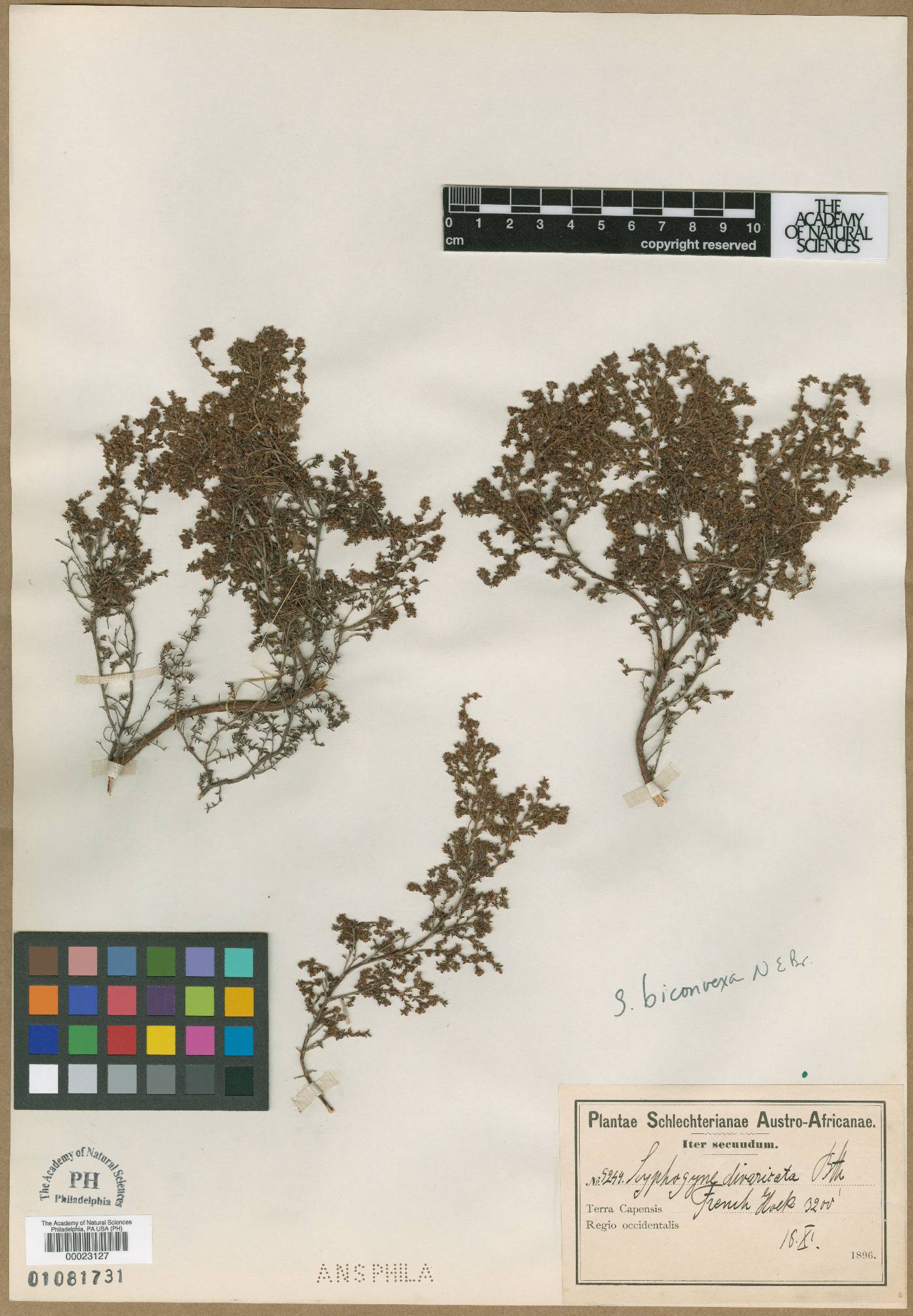 Erica rigidula image