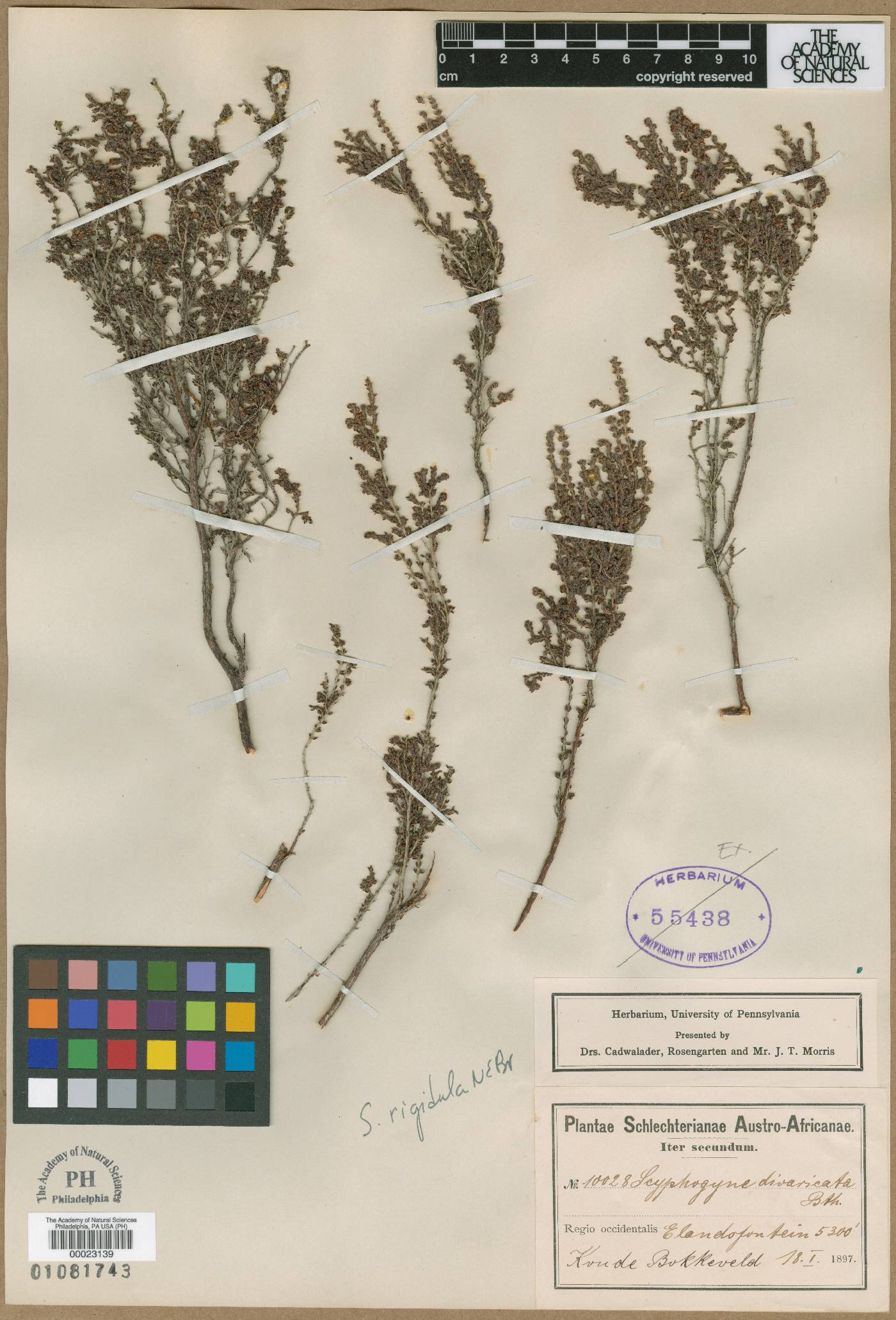Erica rigidula image