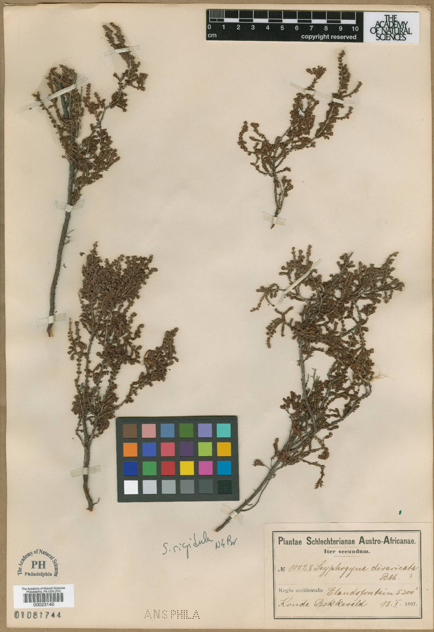 Erica rigidula image