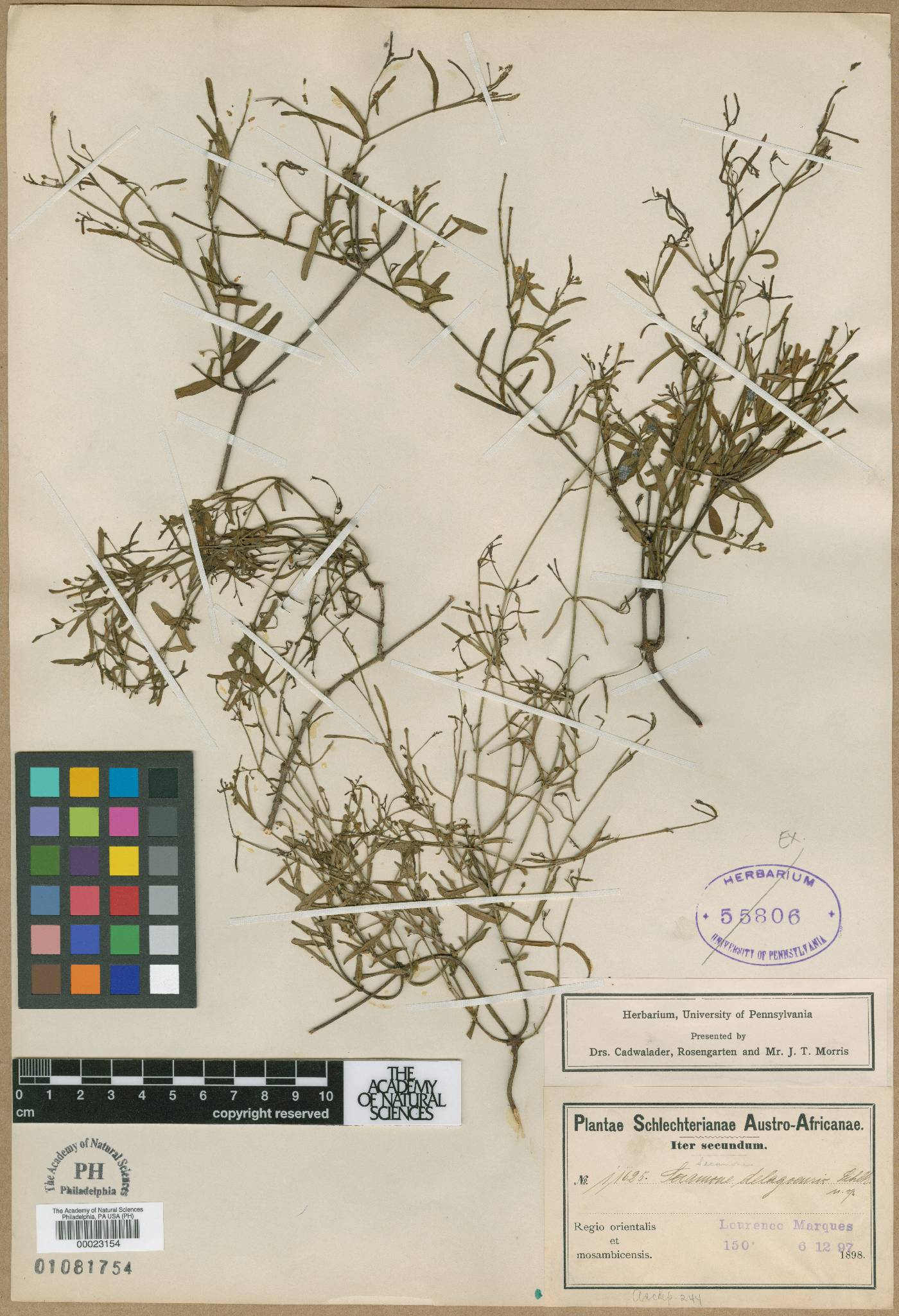 Secamone delagoensis image