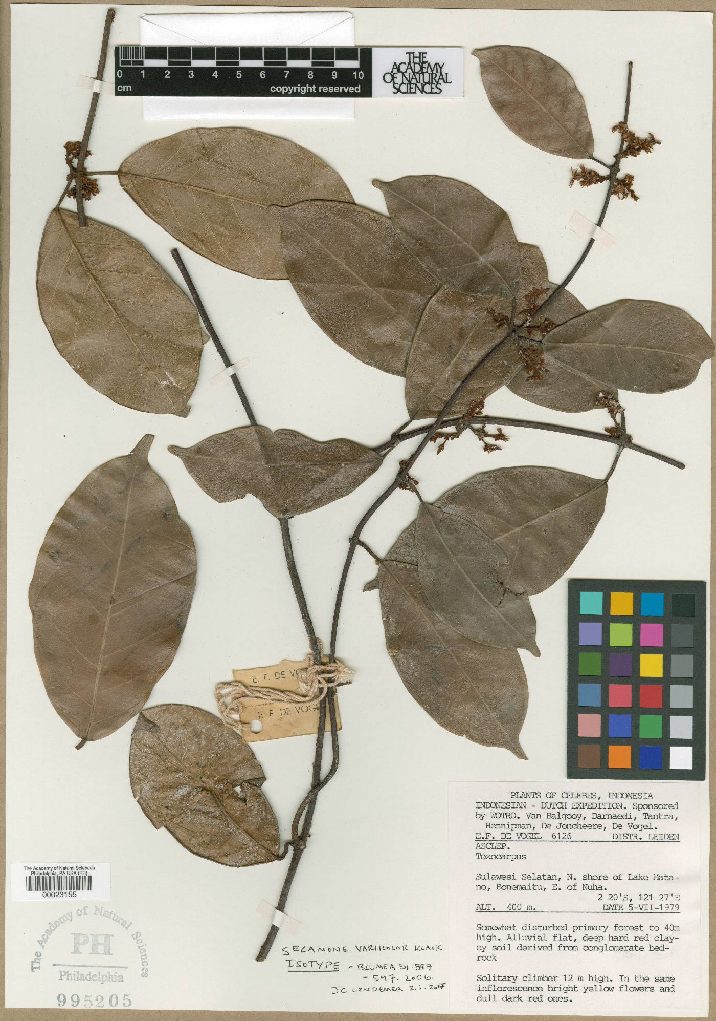 Secamone variicolor image