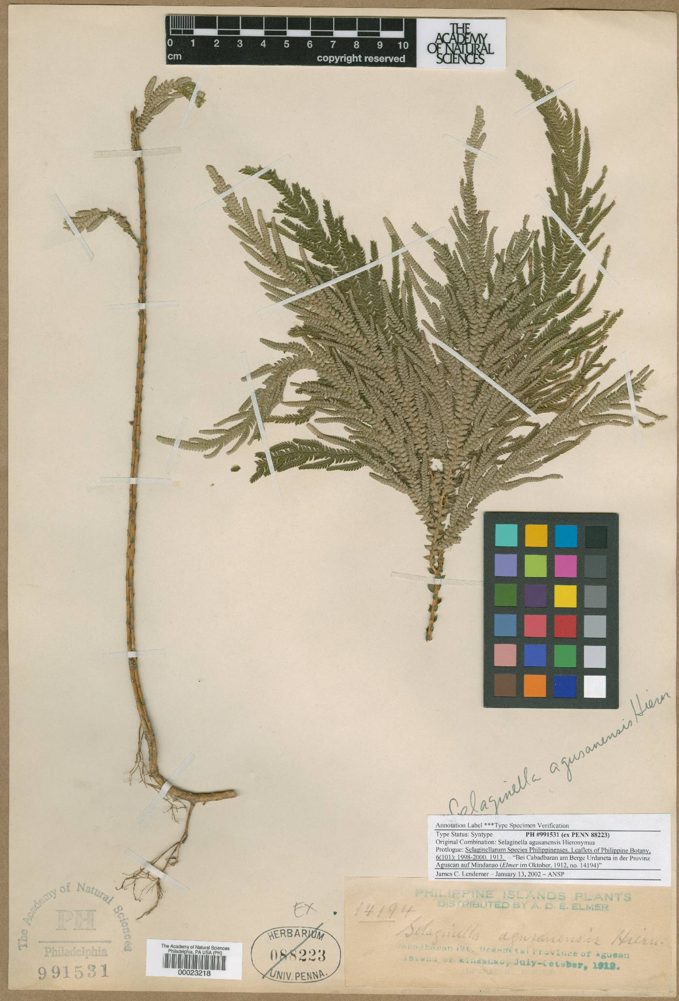 Selaginella latifrons image