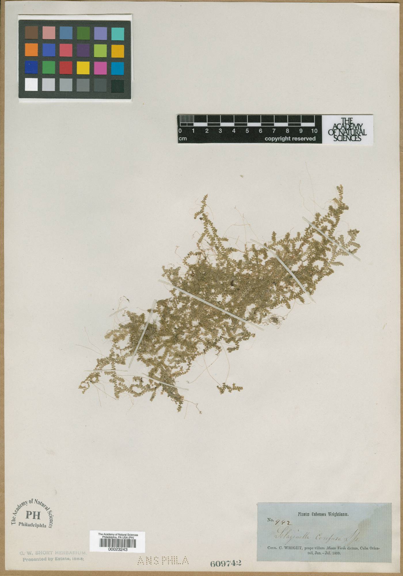 Selaginella armata image