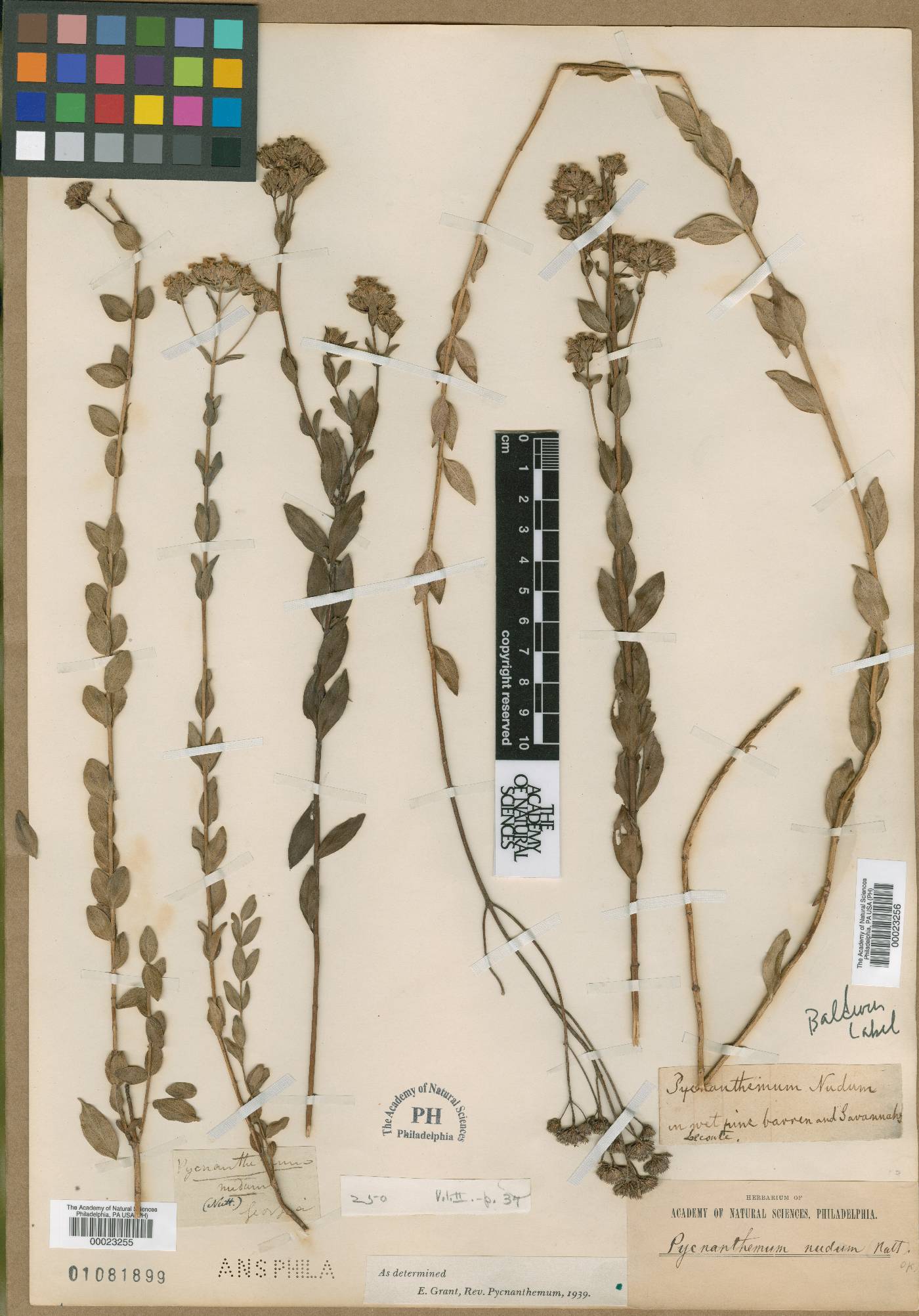 Pycnanthemum nudum image