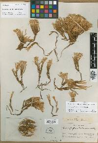 Image of Pycnophyllum holleanum