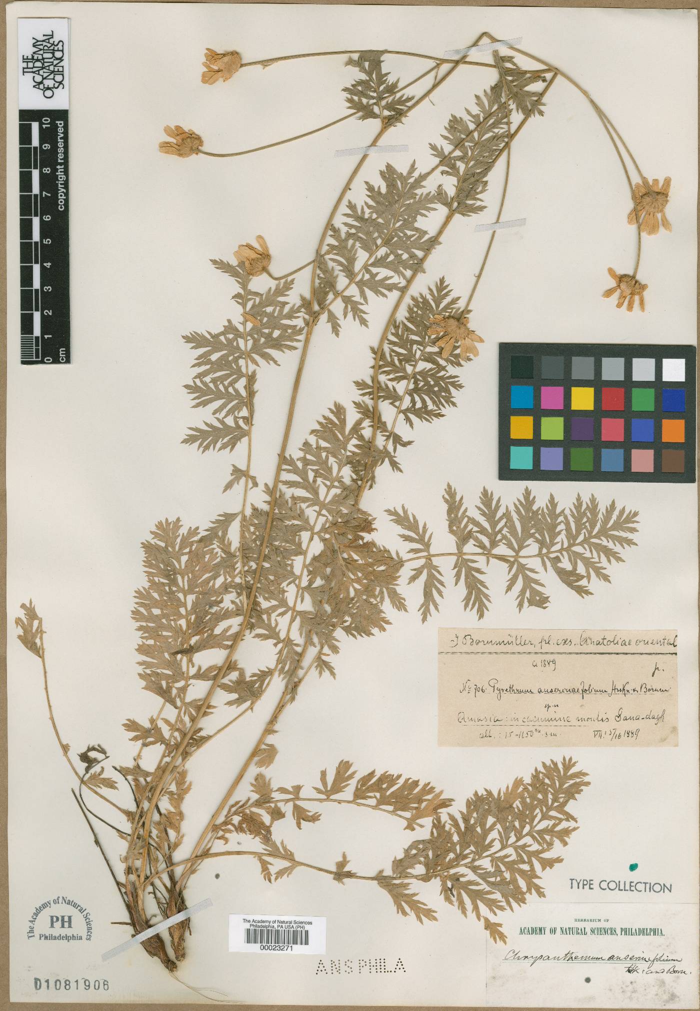 Tanacetum poteriifolium image