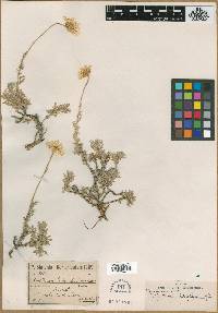 Leucanthemum heterophyllum image