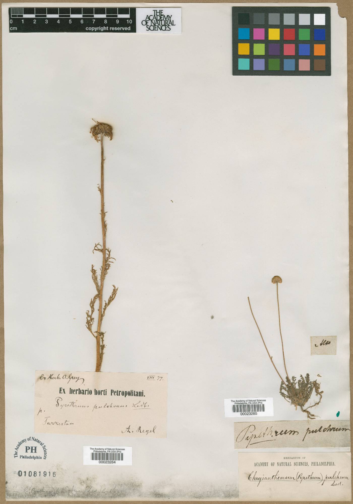 Tanacetum pulchrum image