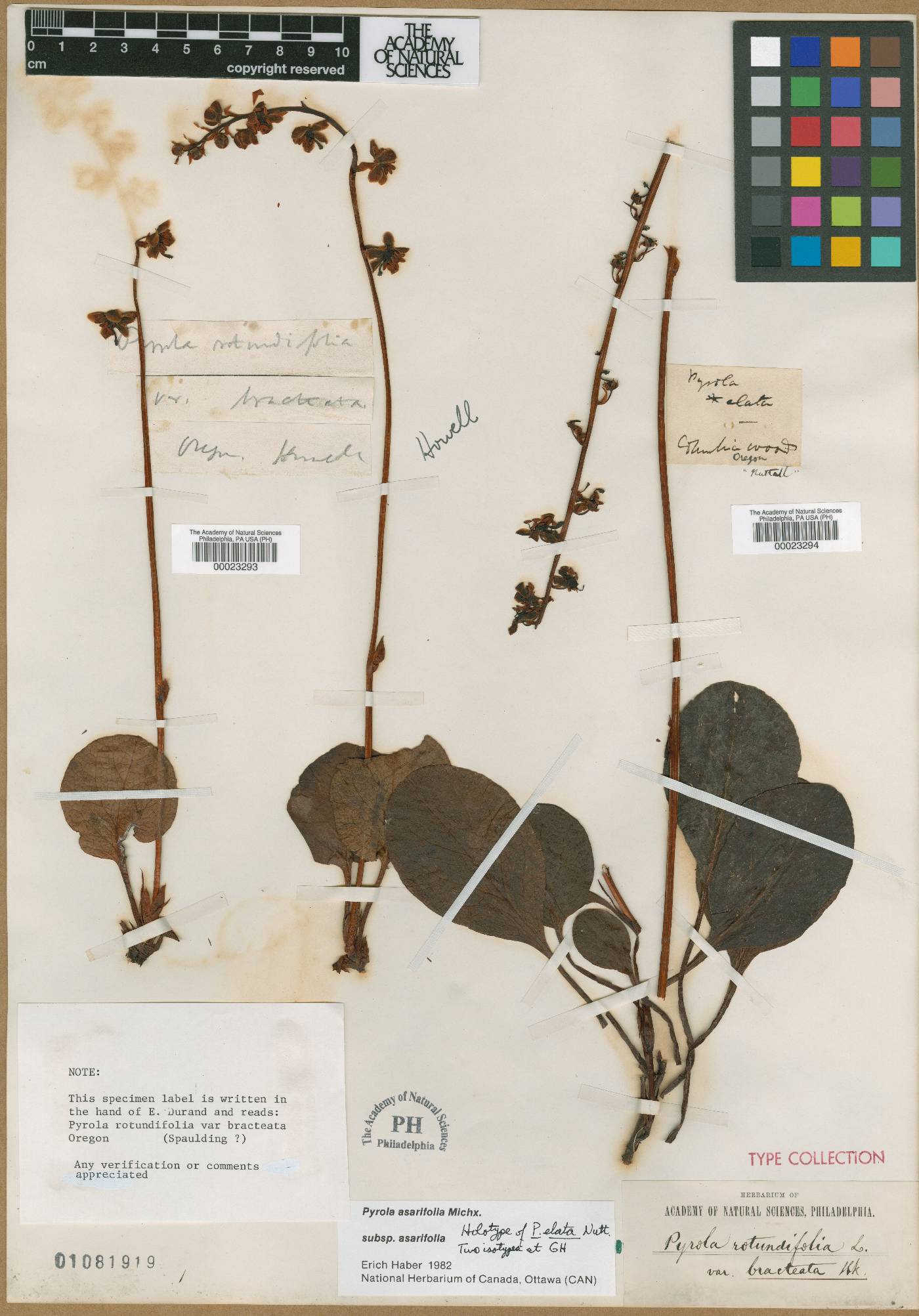 Pyrola elata image