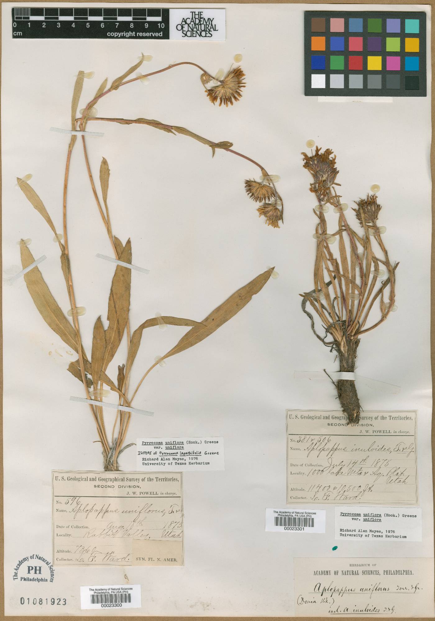 Pyrrocoma lapathifolia image