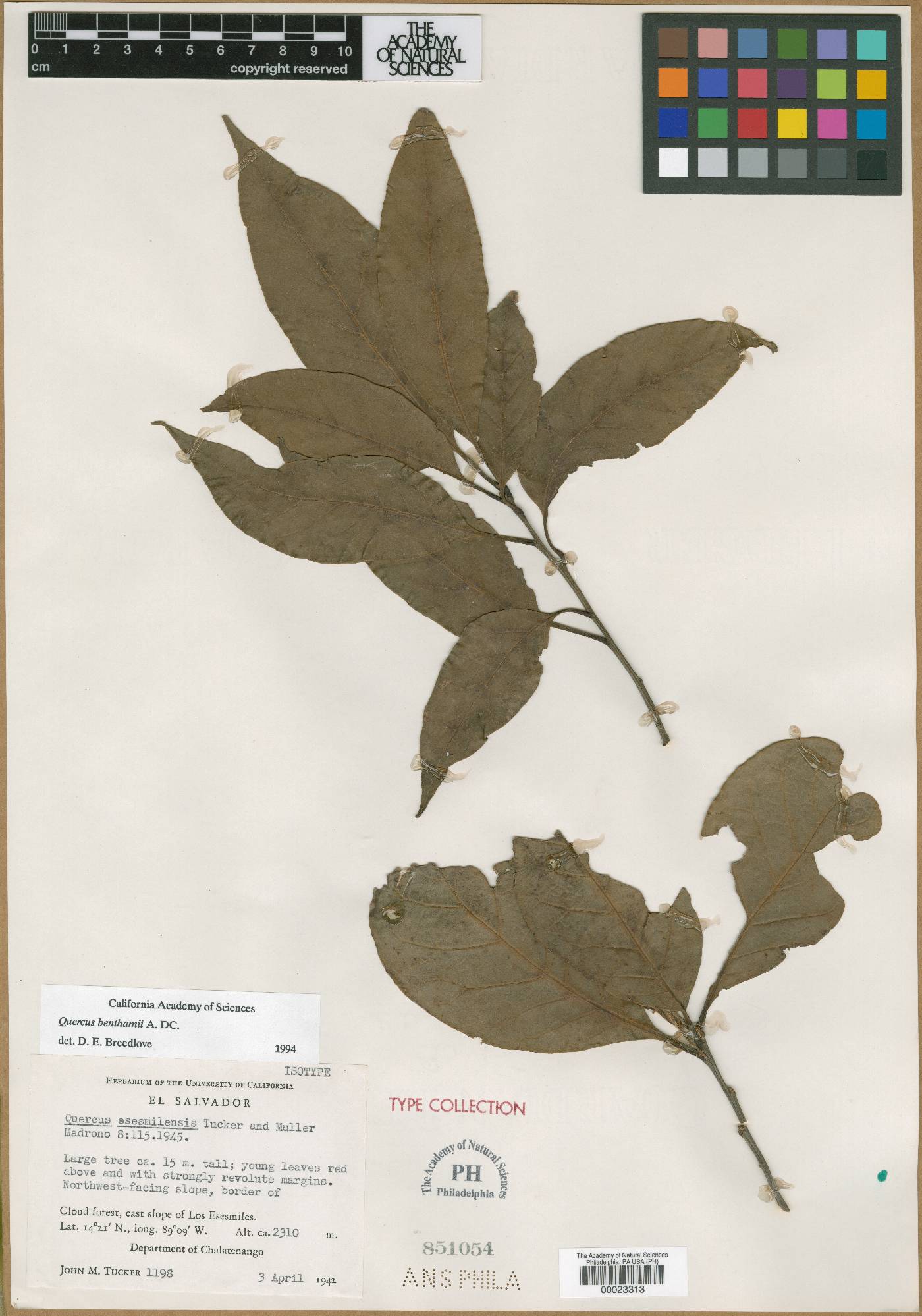 Quercus benthamii image