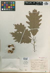 Image of Quercus x bernardiensis