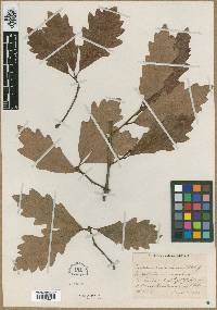 Quercus x bernardiensis image
