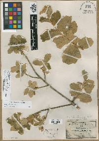 Quercus chihuahuensis image