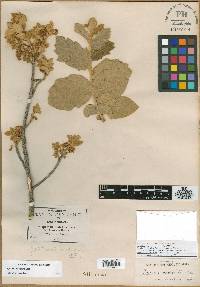 Quercus chihuahuensis image