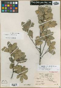 Image of Quercus coahuilensis