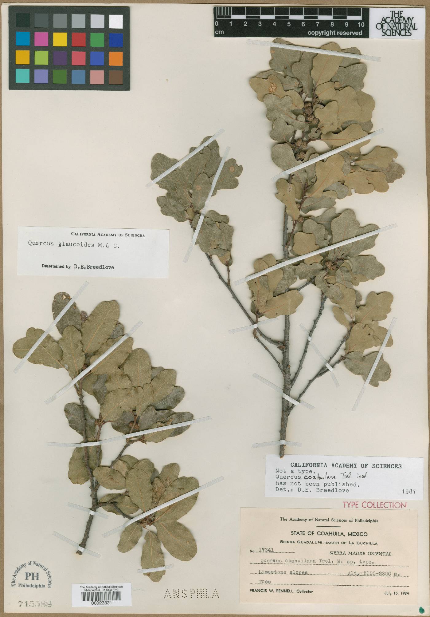 Quercus coahuilensis image
