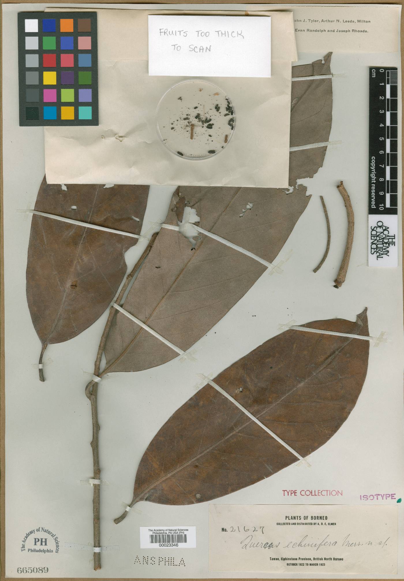 Lithocarpus echinifer image