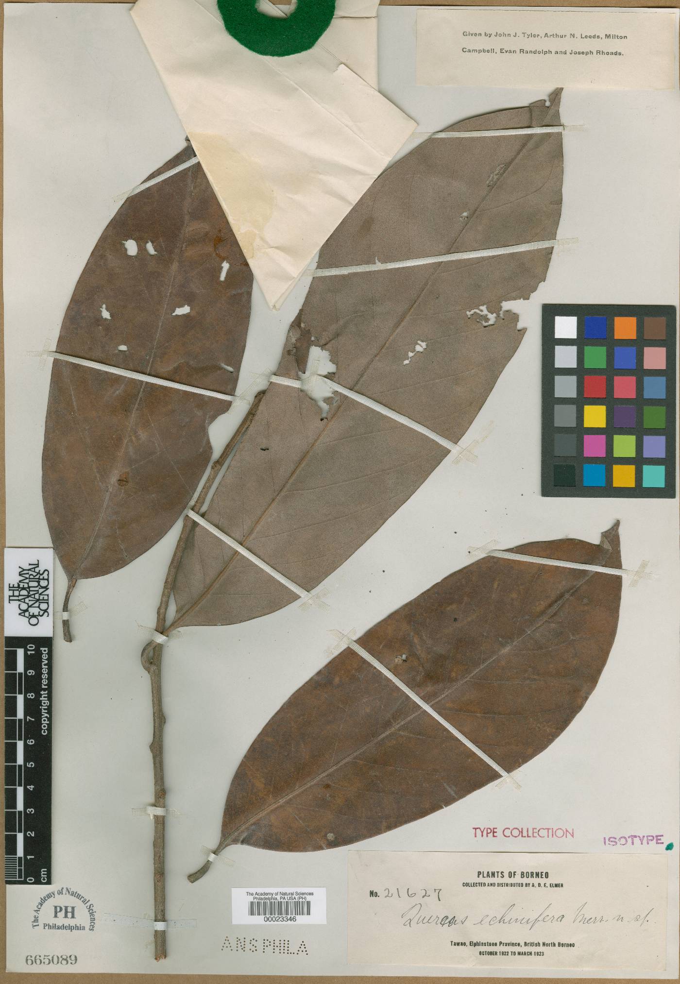 Lithocarpus echinifer image