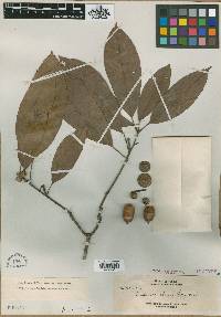 Image of Quercus elmeri