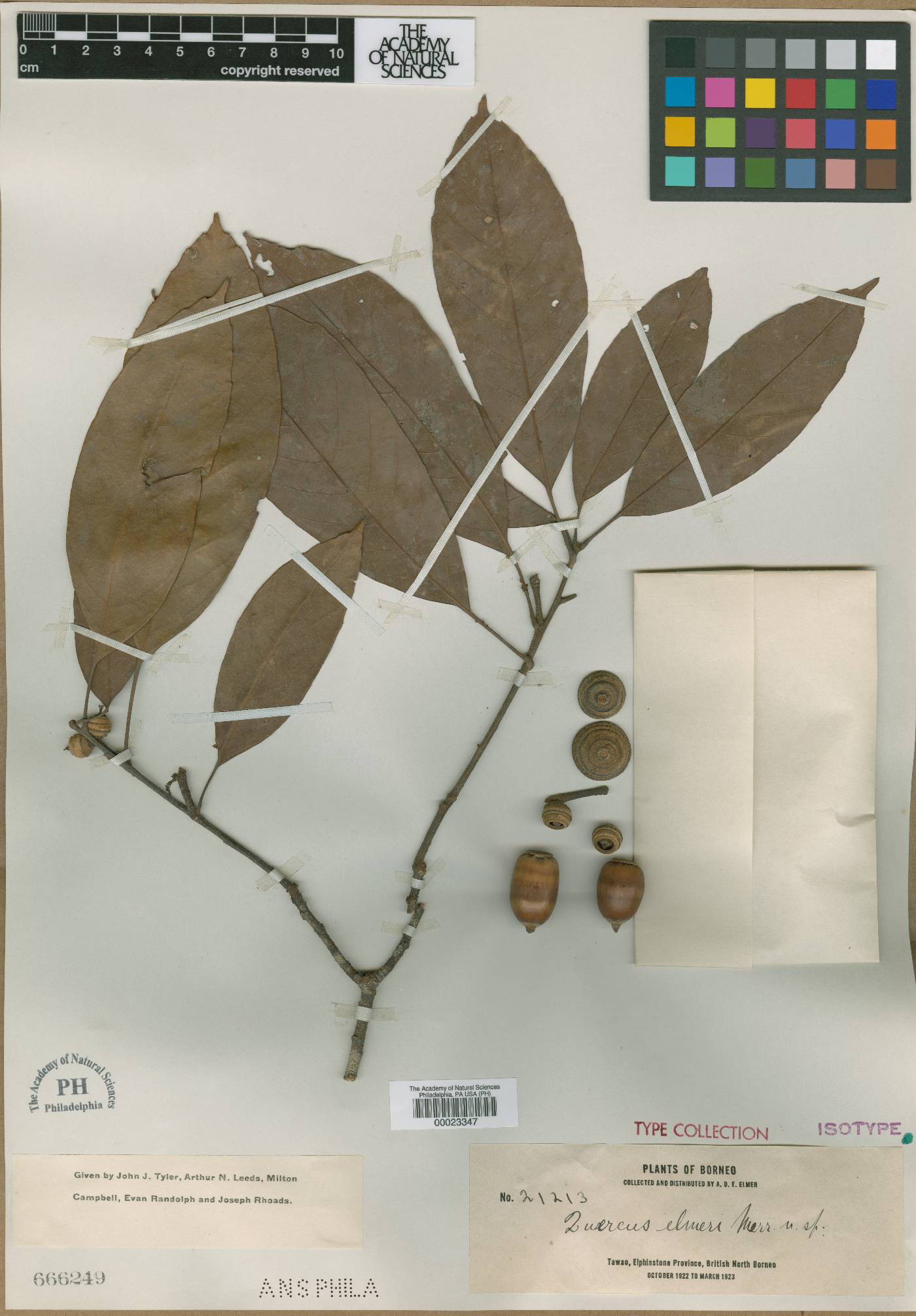 Quercus elmeri image