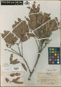 Quercus grandidentata image