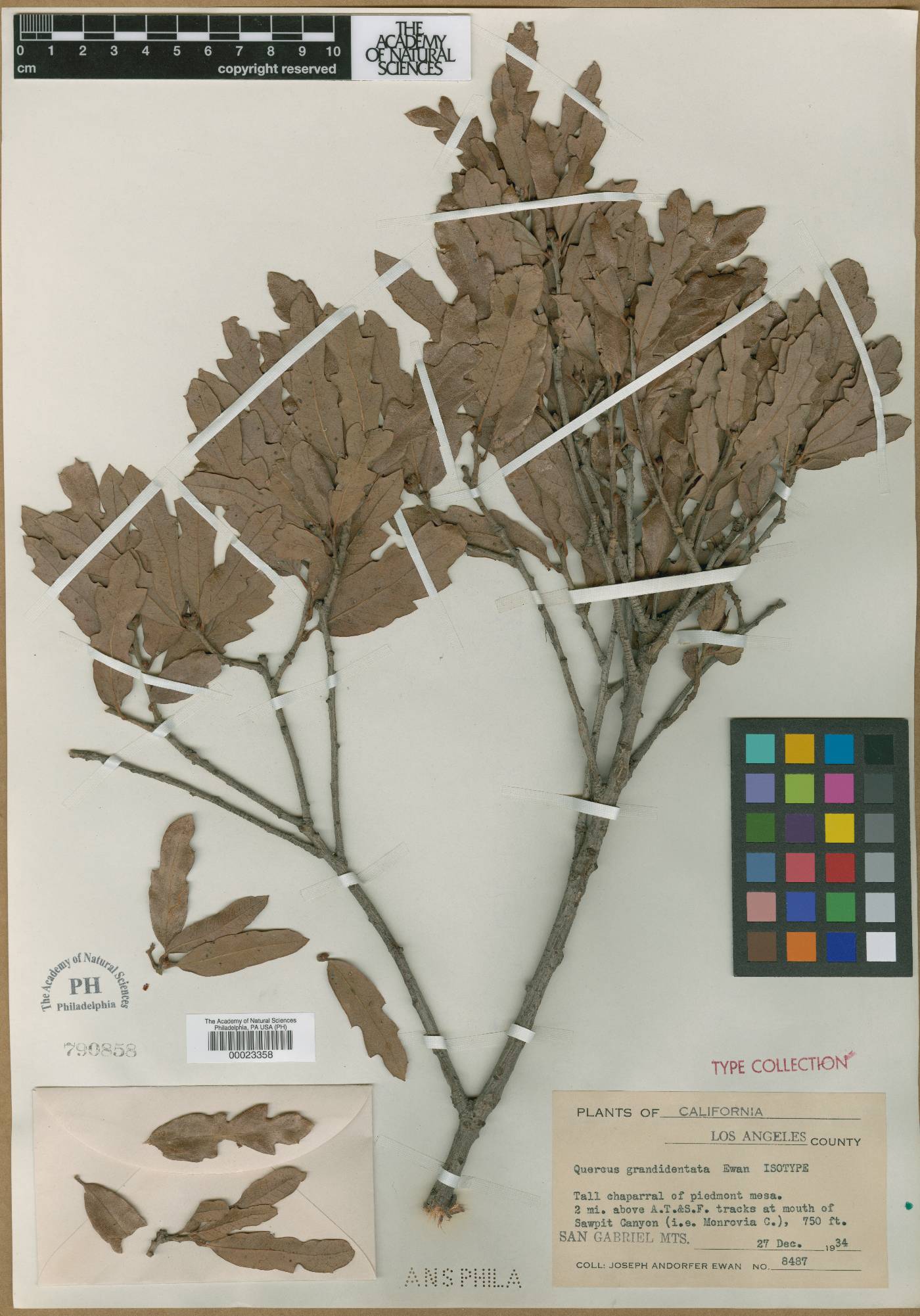 Quercus grandidentata image