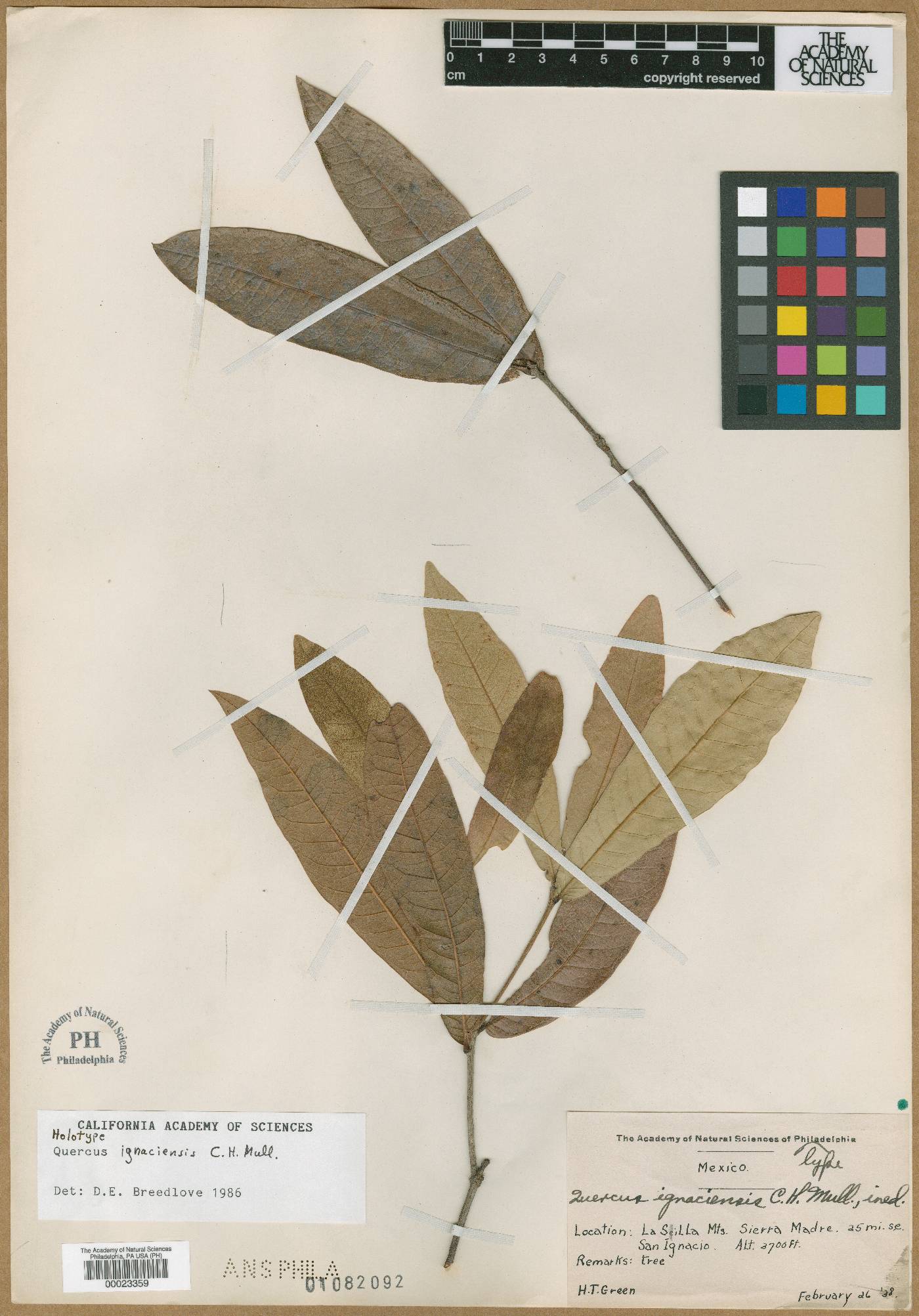 Quercus ignaciensis image