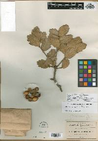 Quercus loeseneri image