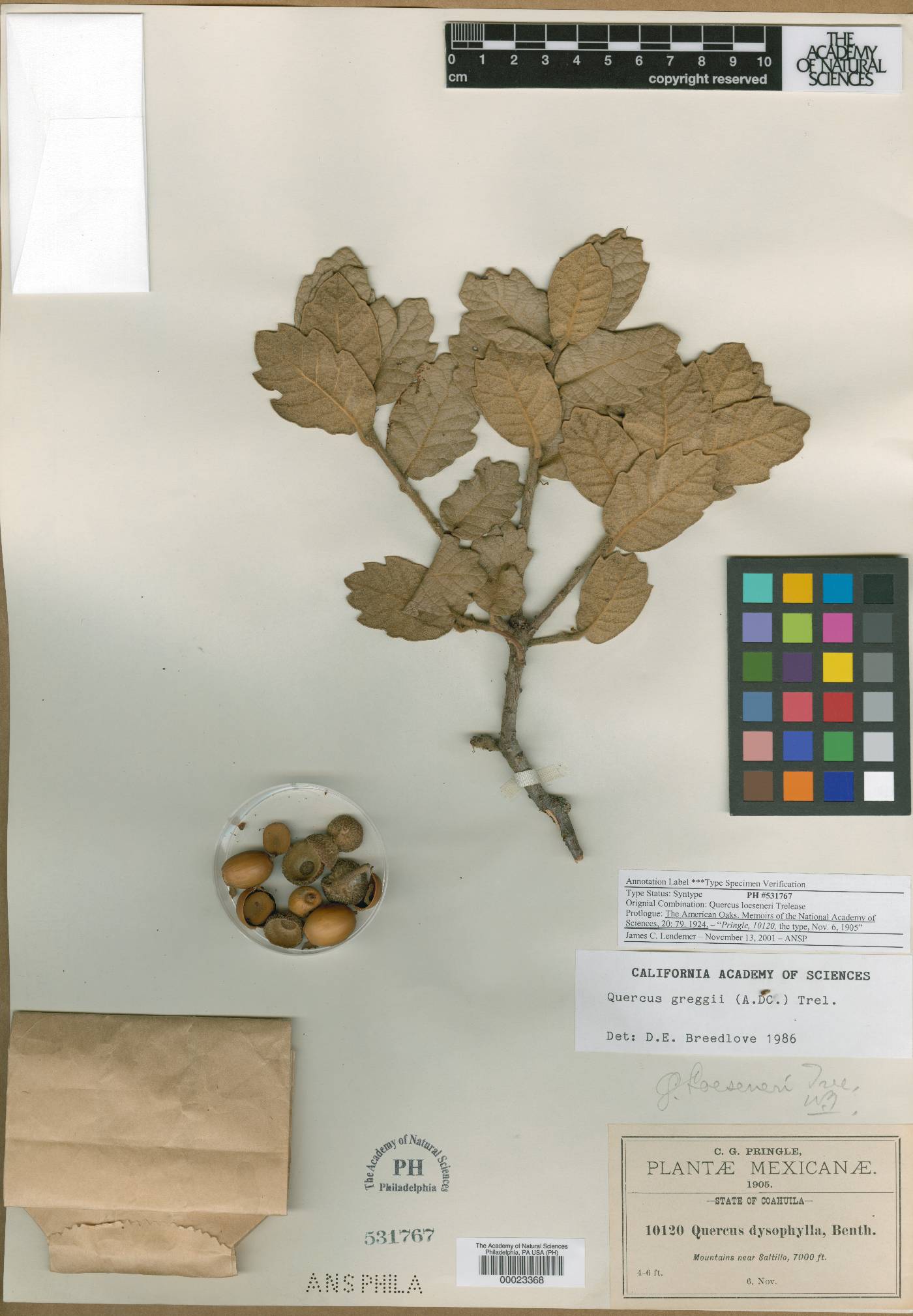 Quercus loeseneri image
