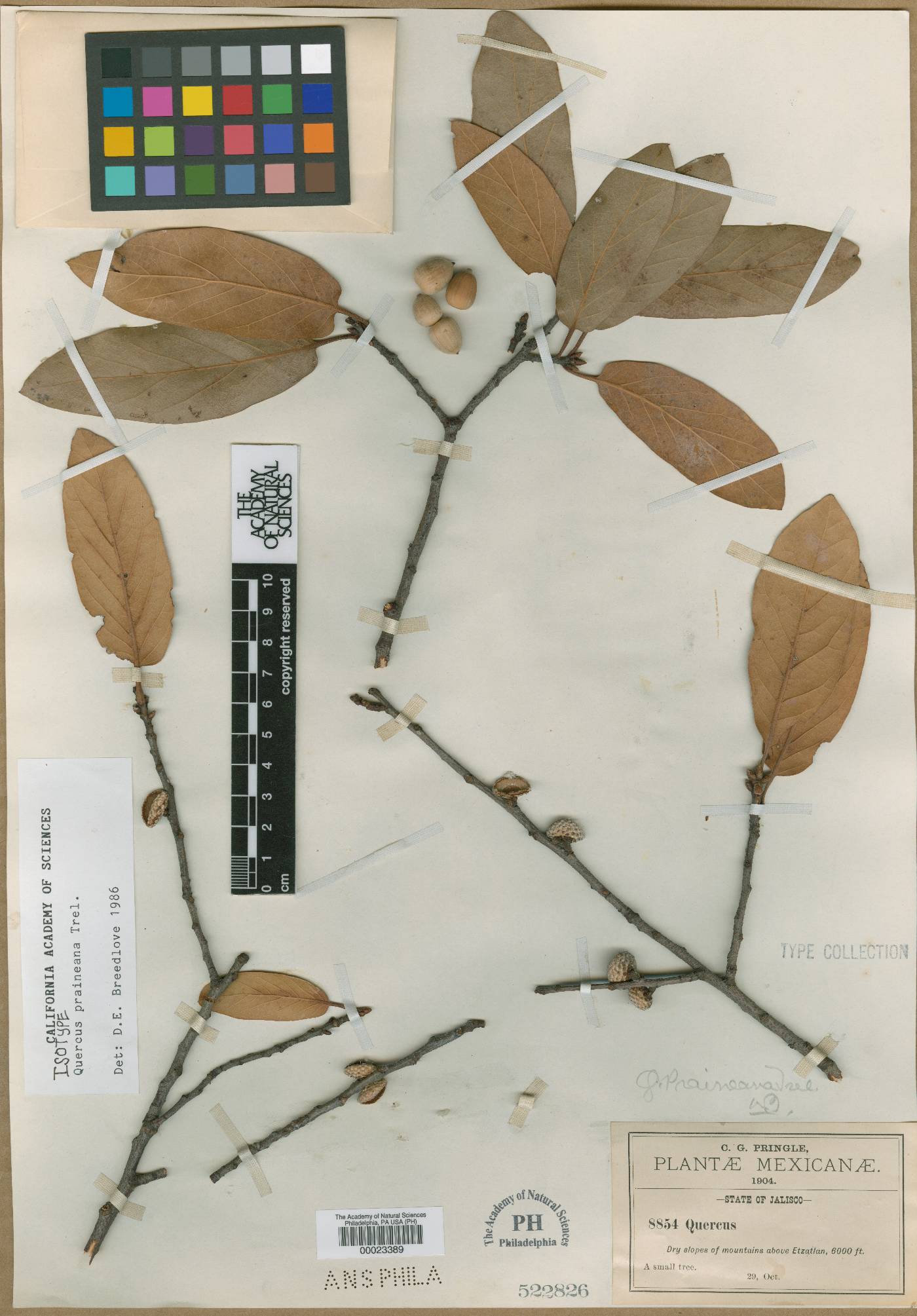 Quercus praineana image