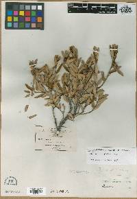 Quercus pringlei image