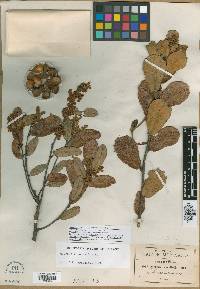 Quercus revoluta image