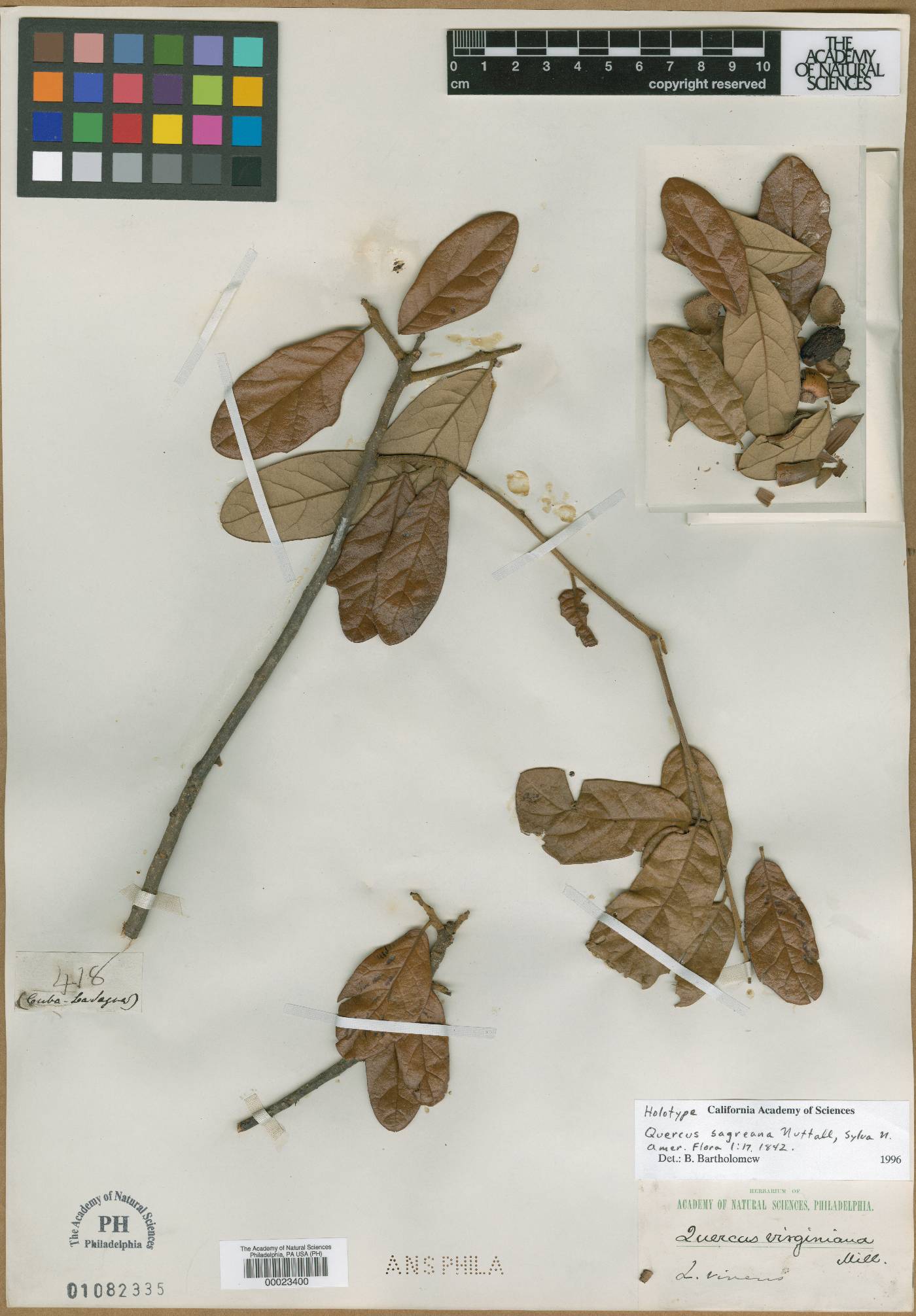 Quercus sagraeana image