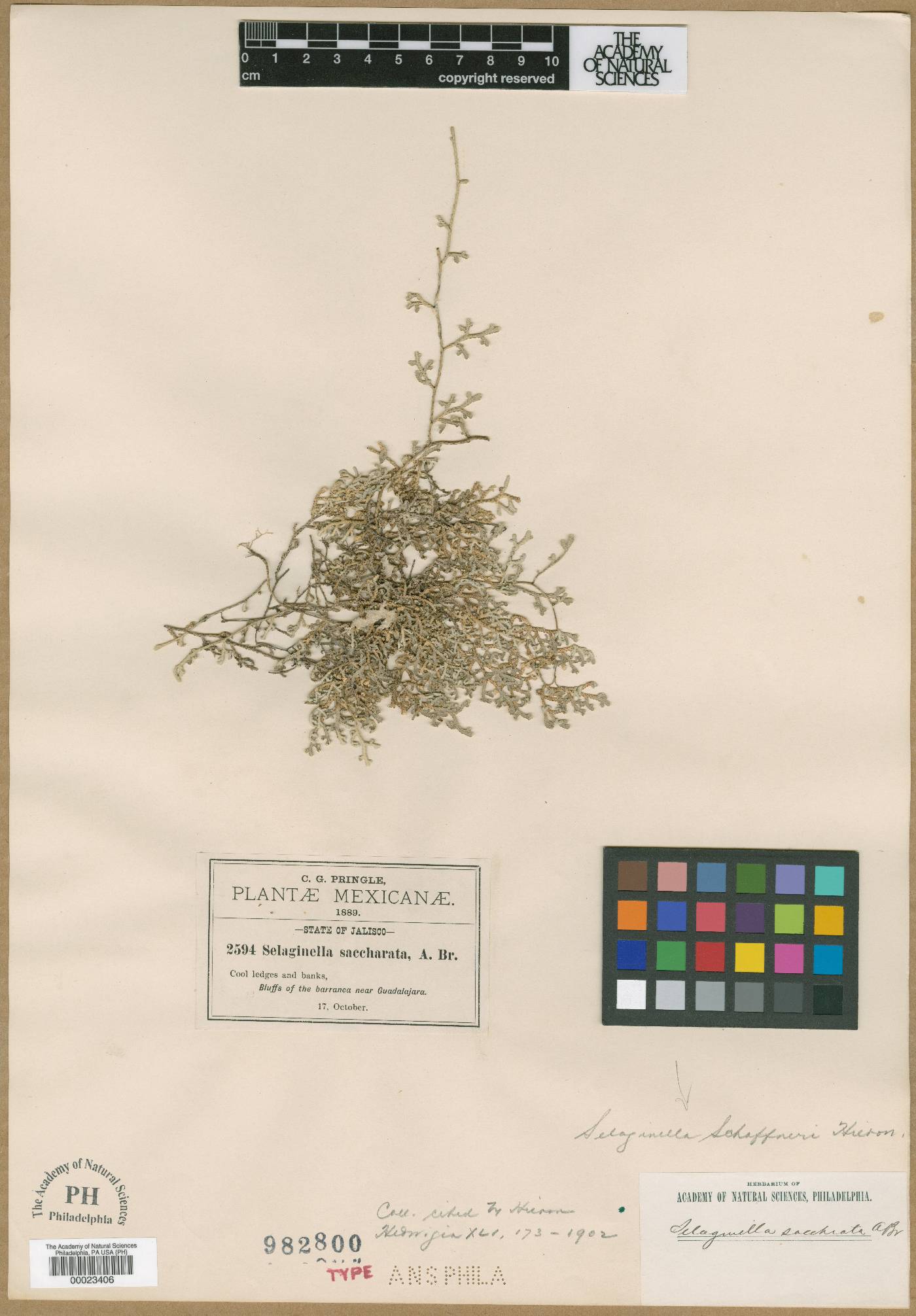 Selaginella schaffneri image