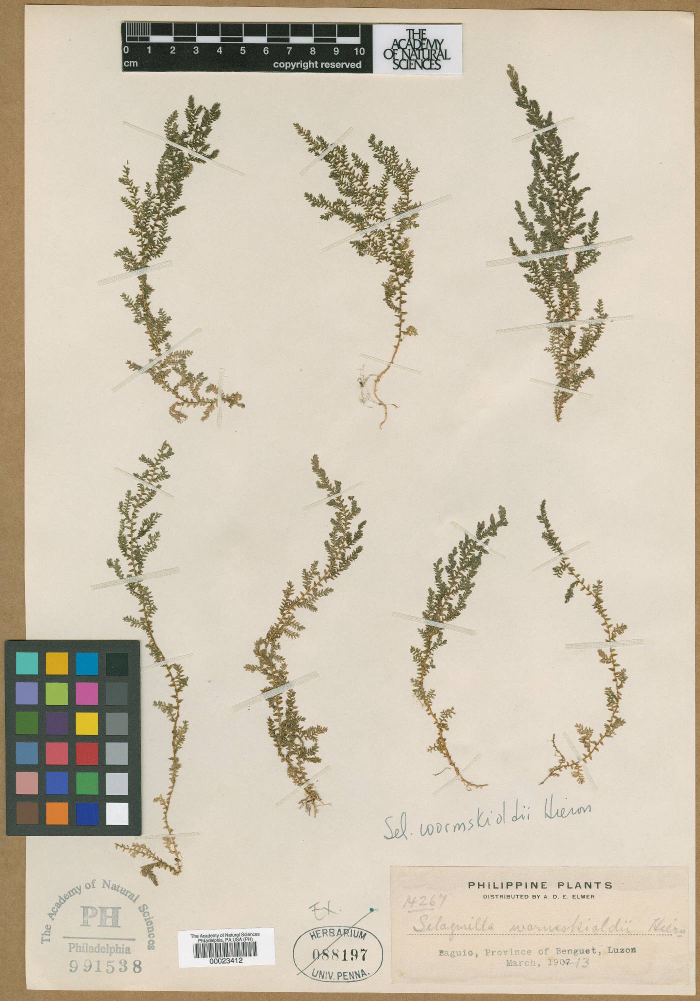 Selaginella eschscholzii image