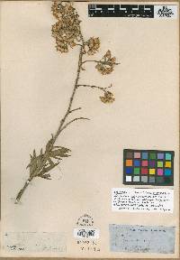 Barkleyanthus salicifolius image