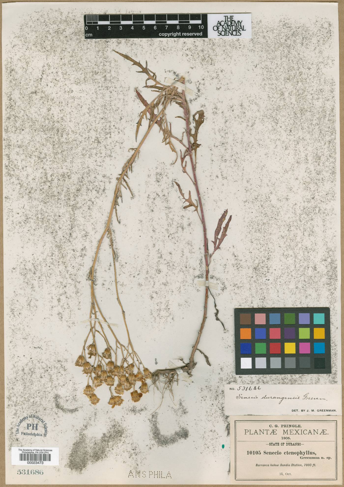 Senecio ctenophyllus image