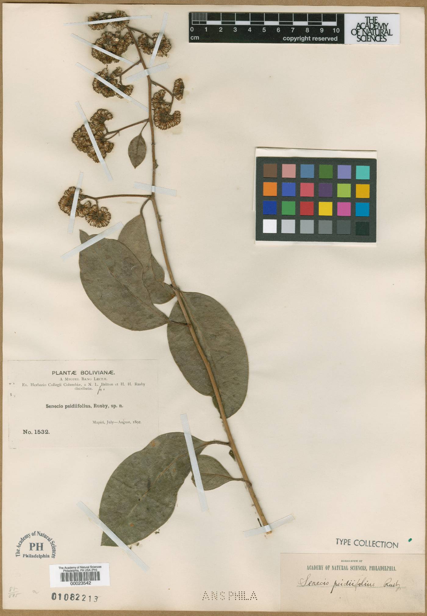 Pentacalia psidiifolia image